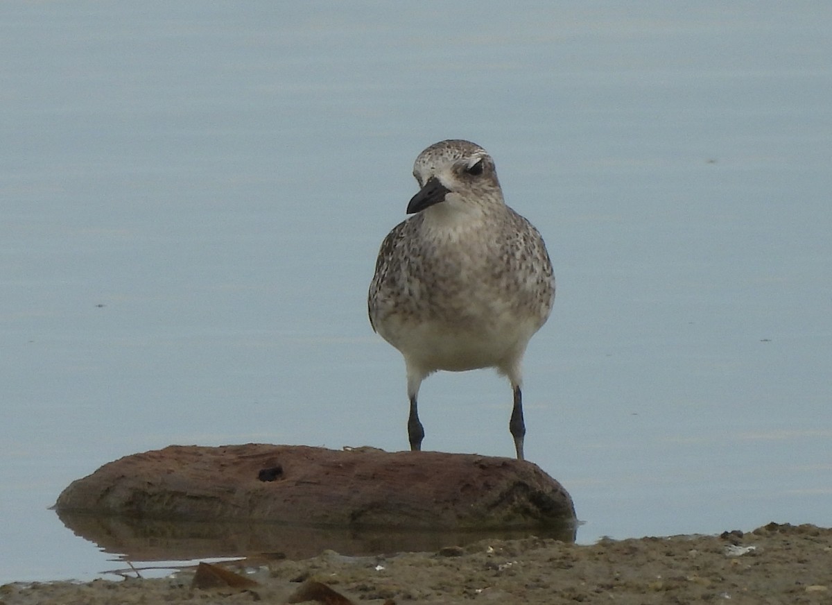 Black-bellied Plover - ML645502873