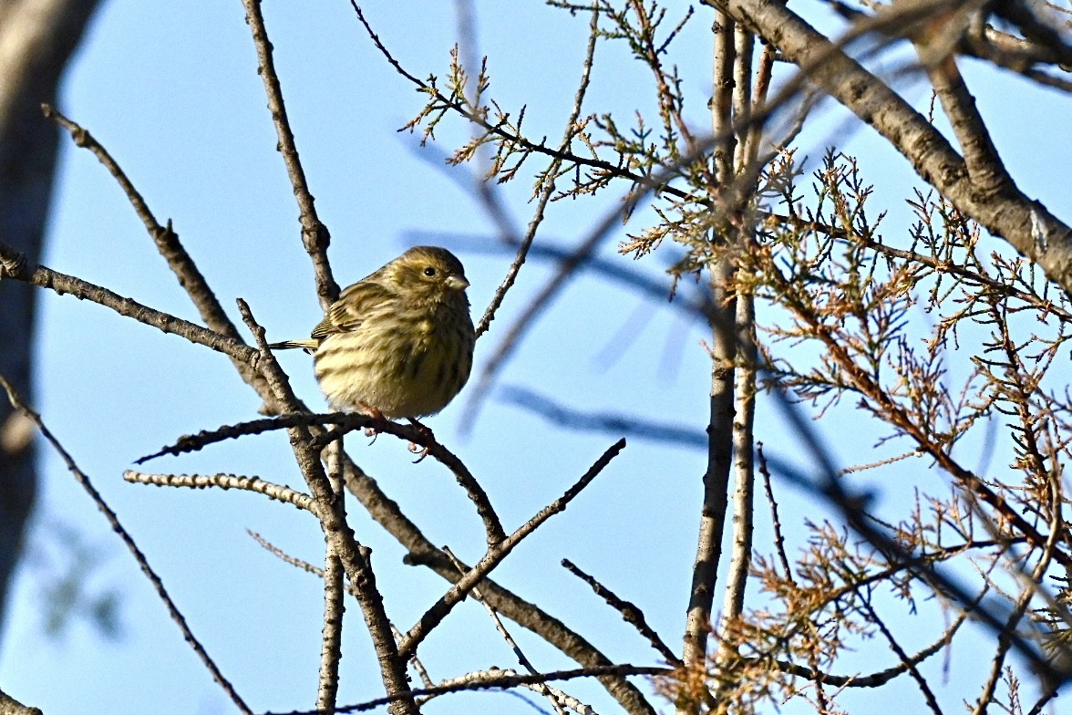 European Serin - ML645502876