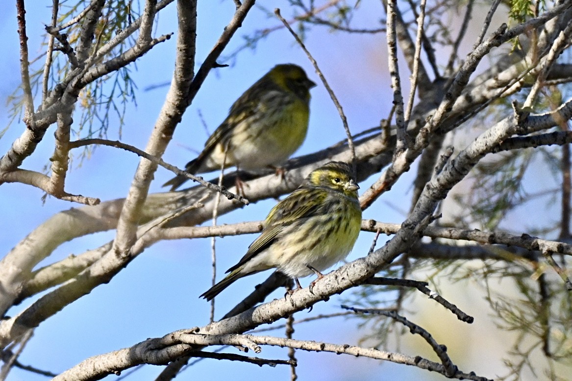 European Serin - ML645502878