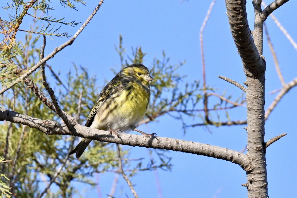 European Serin - ML645502879
