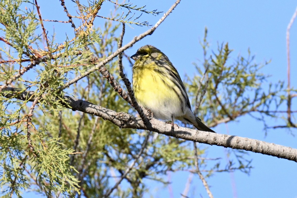 European Serin - ML645502880