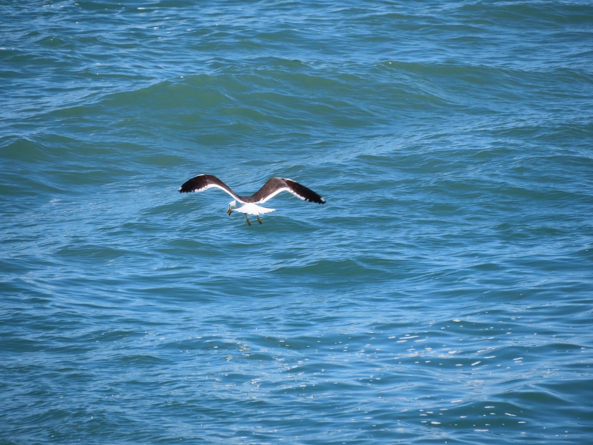 Kelp Gull - ML645502881