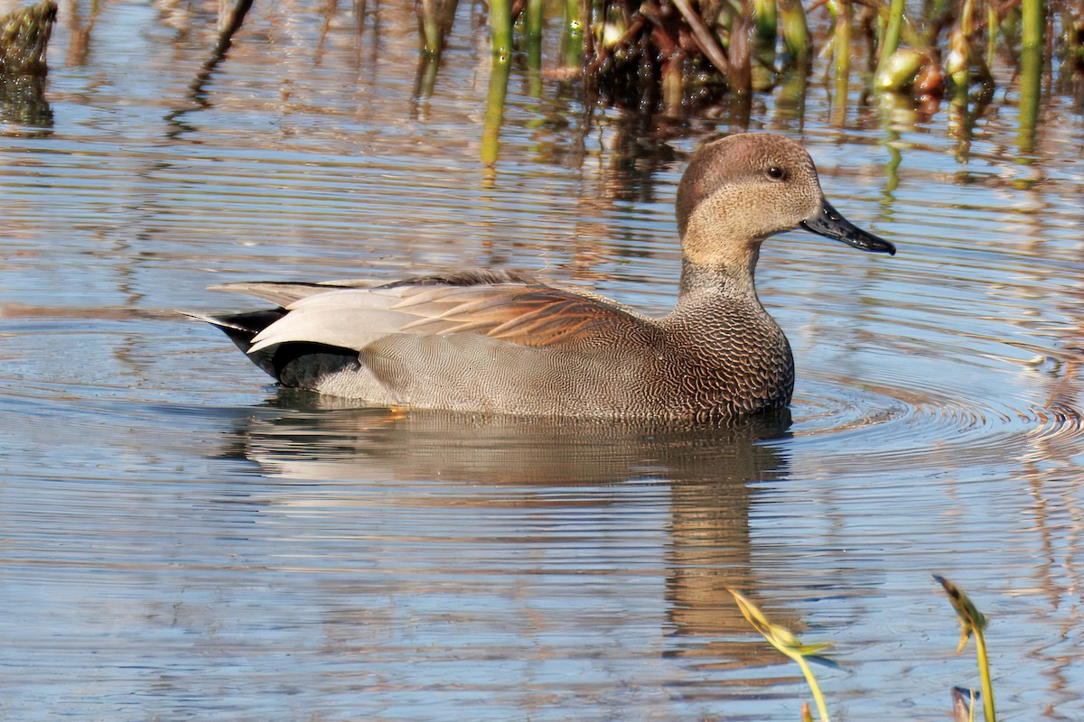 Gadwall - ML645502887