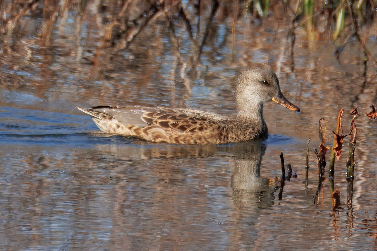 Gadwall - ML645502888