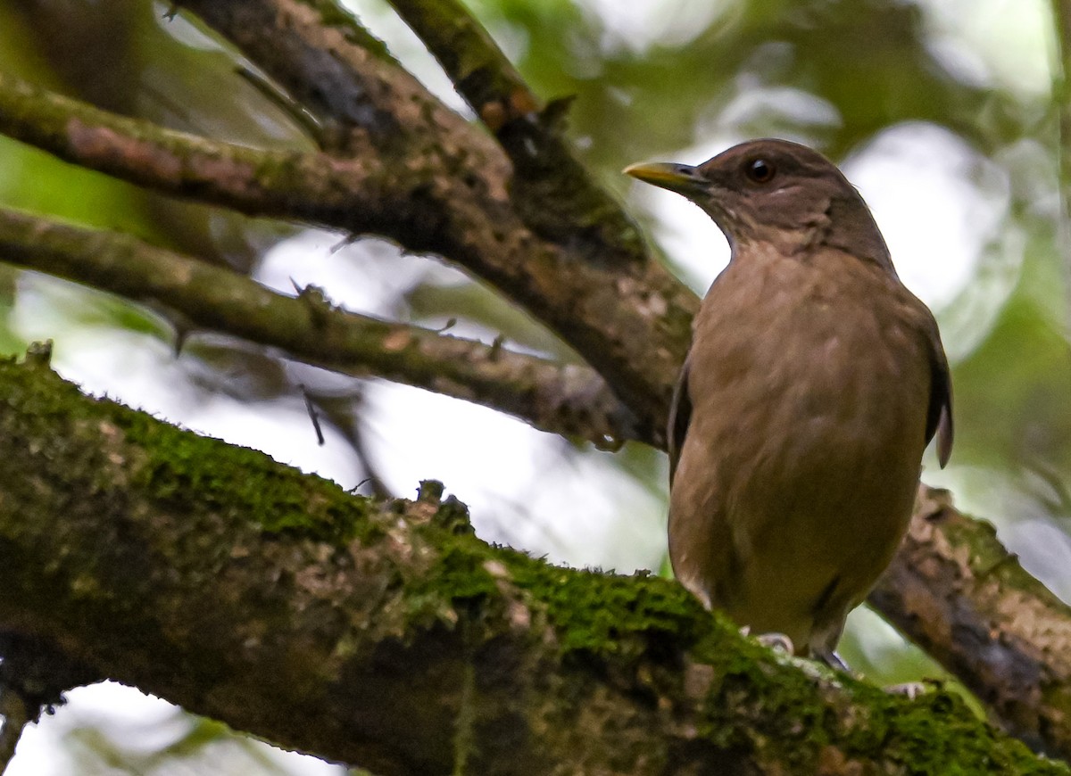Clay-colored Thrush - ML645502889