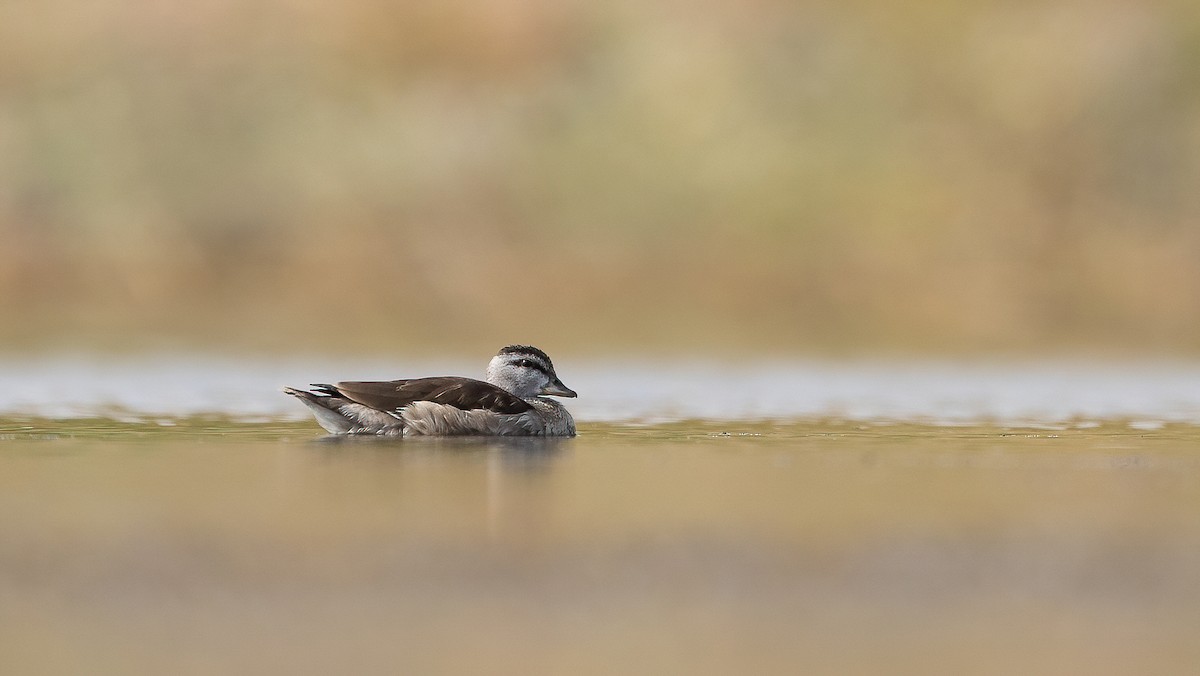 Cotton Pygmy-Goose - ML645502891