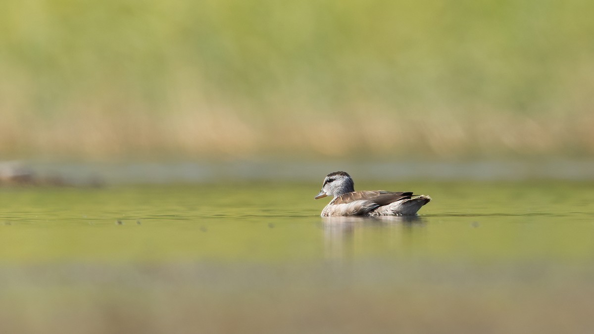 Cotton Pygmy-Goose - ML645502893