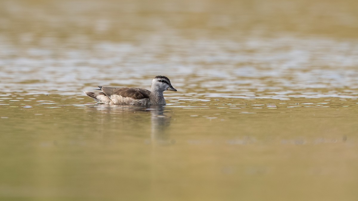 Cotton Pygmy-Goose - ML645502894