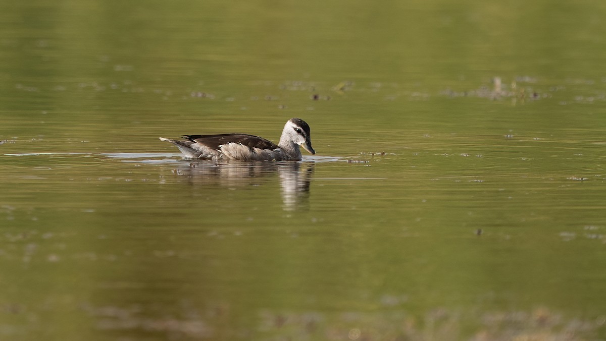 Cotton Pygmy-Goose - ML645502895