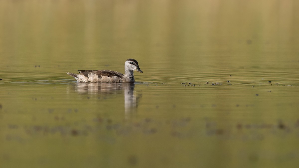 Cotton Pygmy-Goose - ML645502896