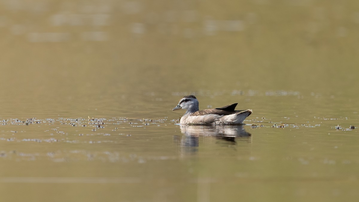 Cotton Pygmy-Goose - ML645502897
