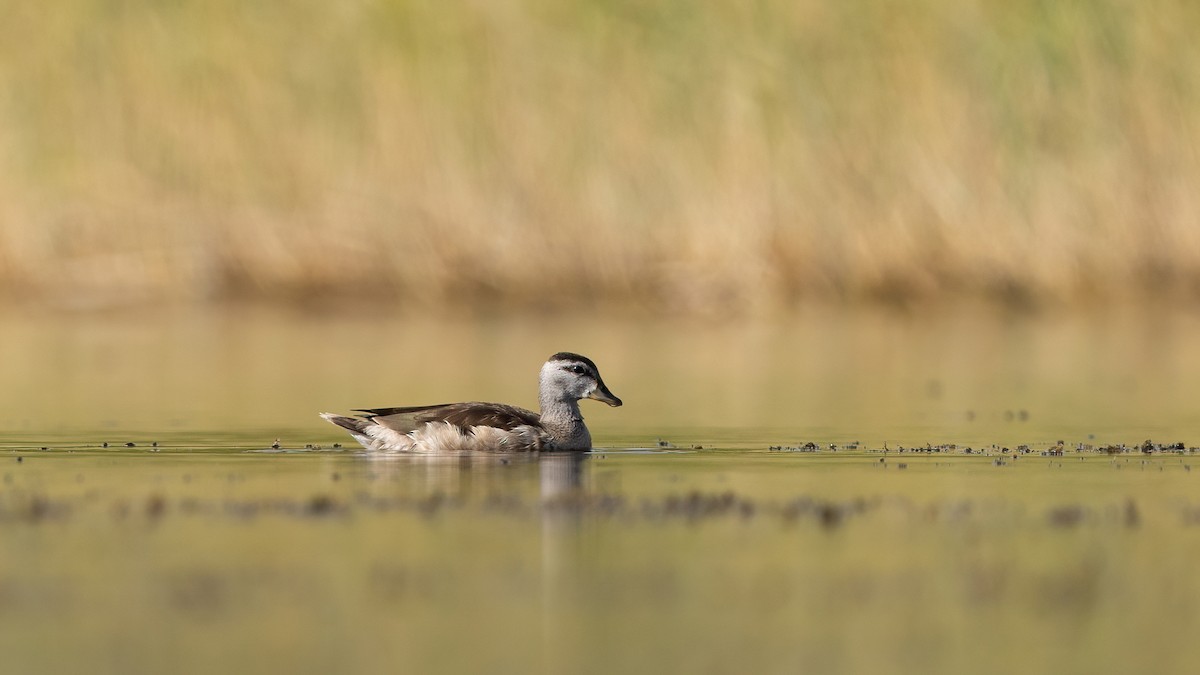 Cotton Pygmy-Goose - ML645502902