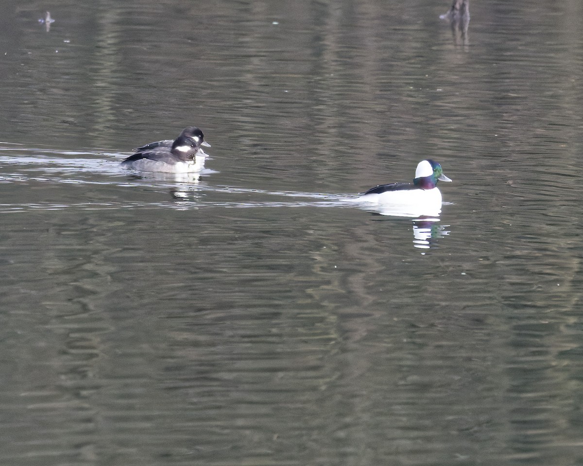 Bufflehead - ML645502904