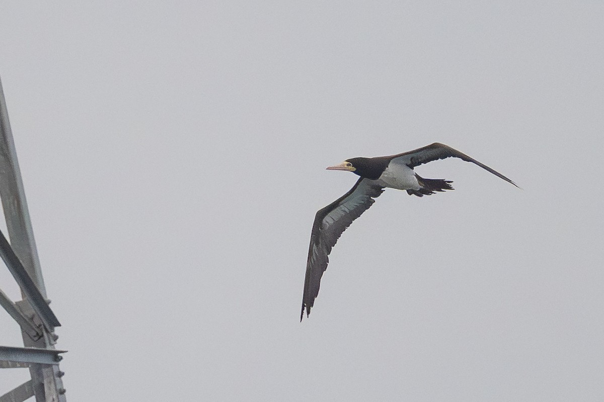 Brown Booby - ML645502906