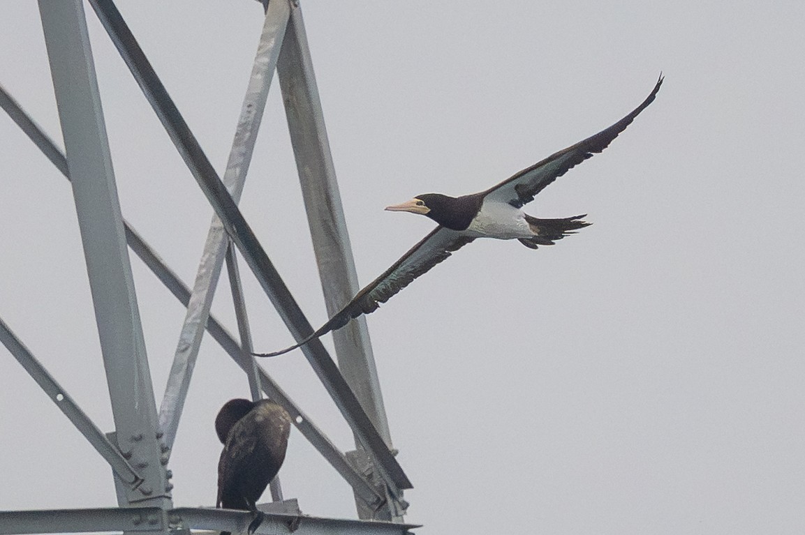Brown Booby - ML645502908