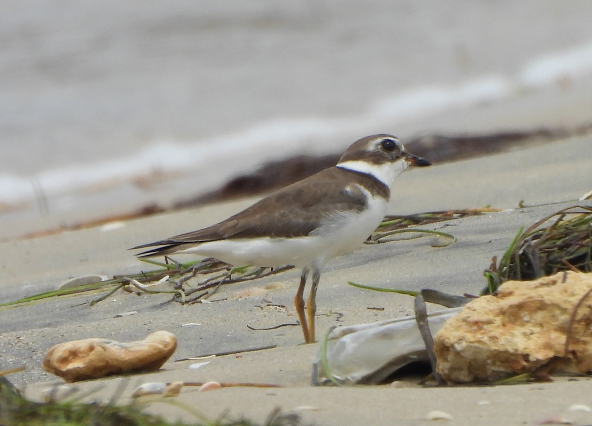 Semipalmated Plover - ML645502912