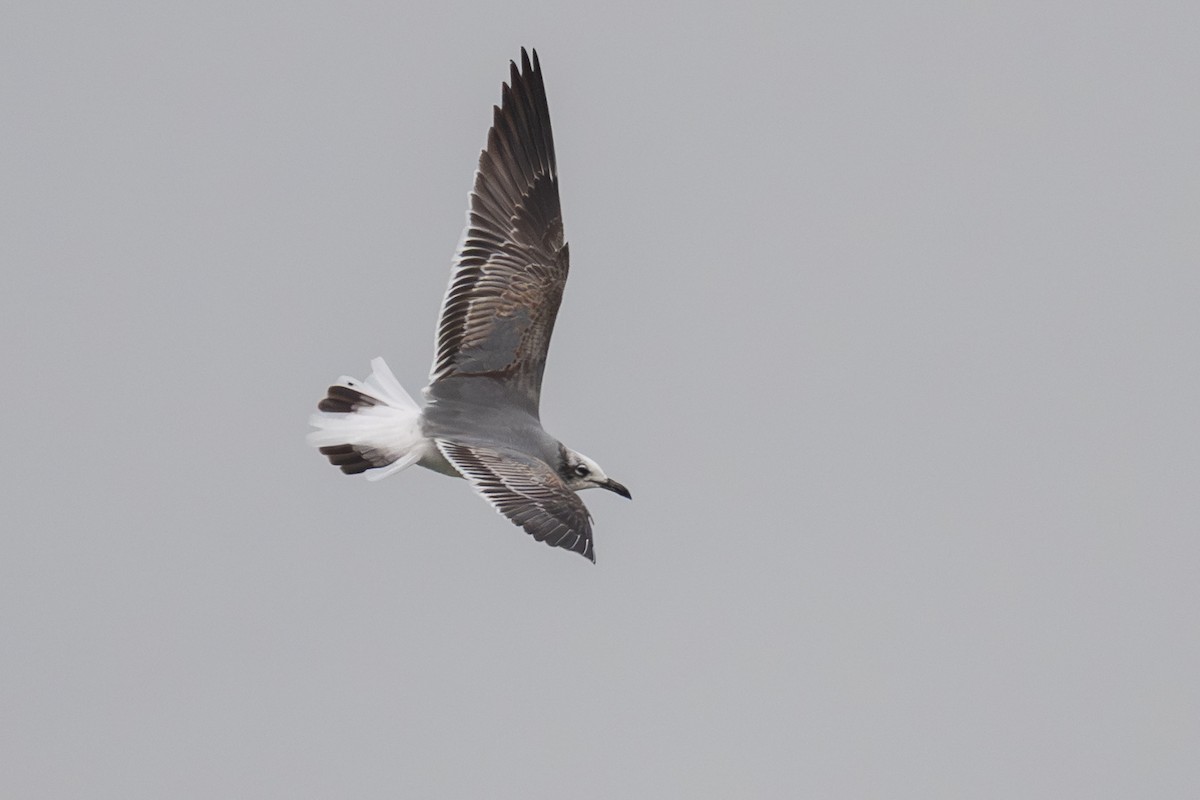 Gabbiano sghignazzante - ML645502915