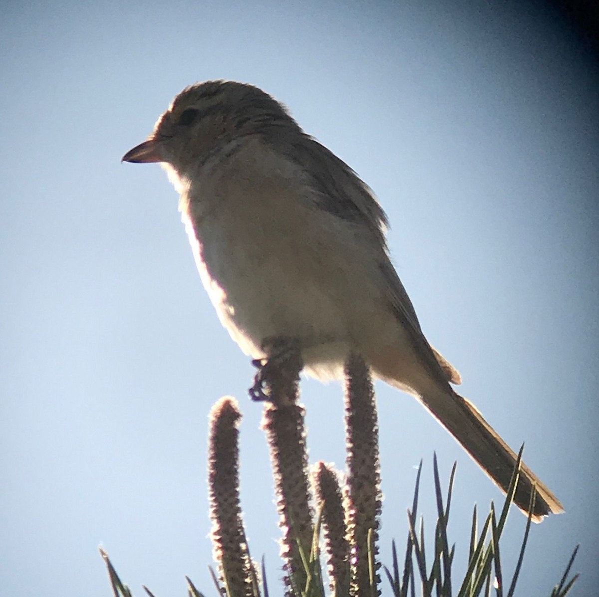 Isabellwürger (isabellinus) - ML645502920