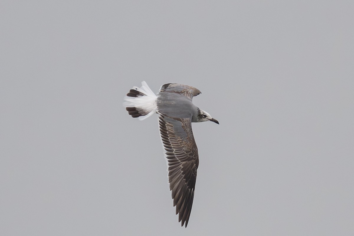 Gabbiano sghignazzante - ML645502923