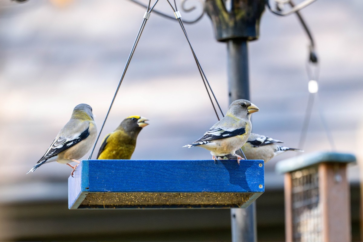 Evening Grosbeak - ML645502960