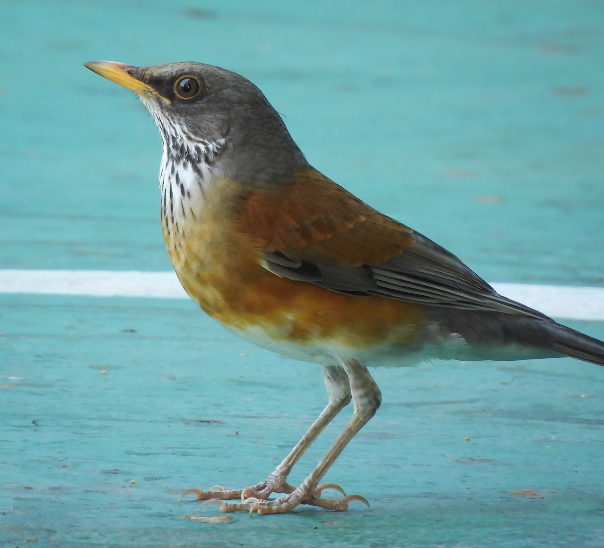 drozd rezavohřbetý - ML645502963