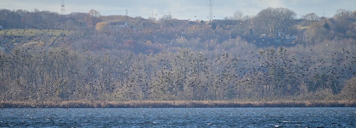 Tufted Duck - ML645502973