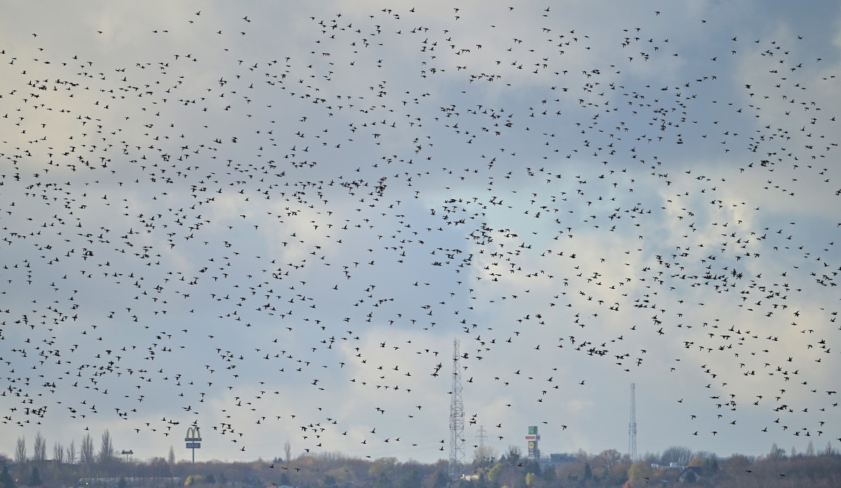 Tufted Duck - ML645502974
