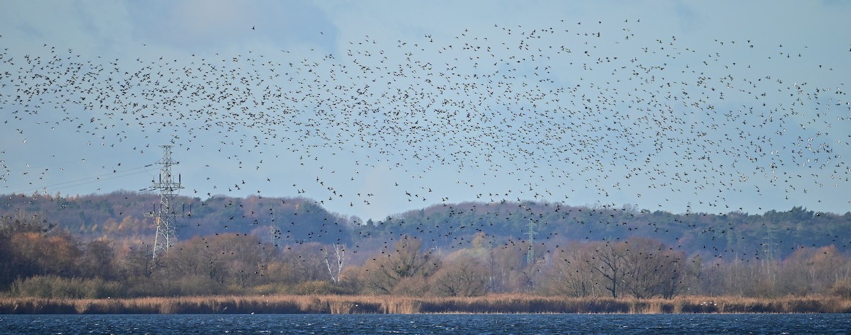 Tufted Duck - ML645502975