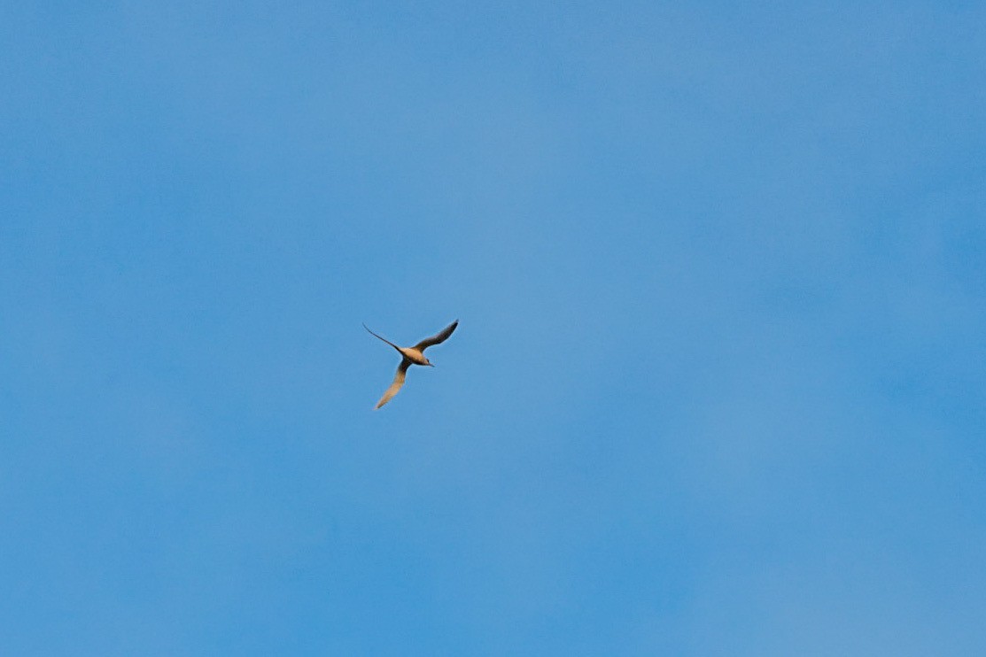 White-tailed Tropicbird - ML645502978