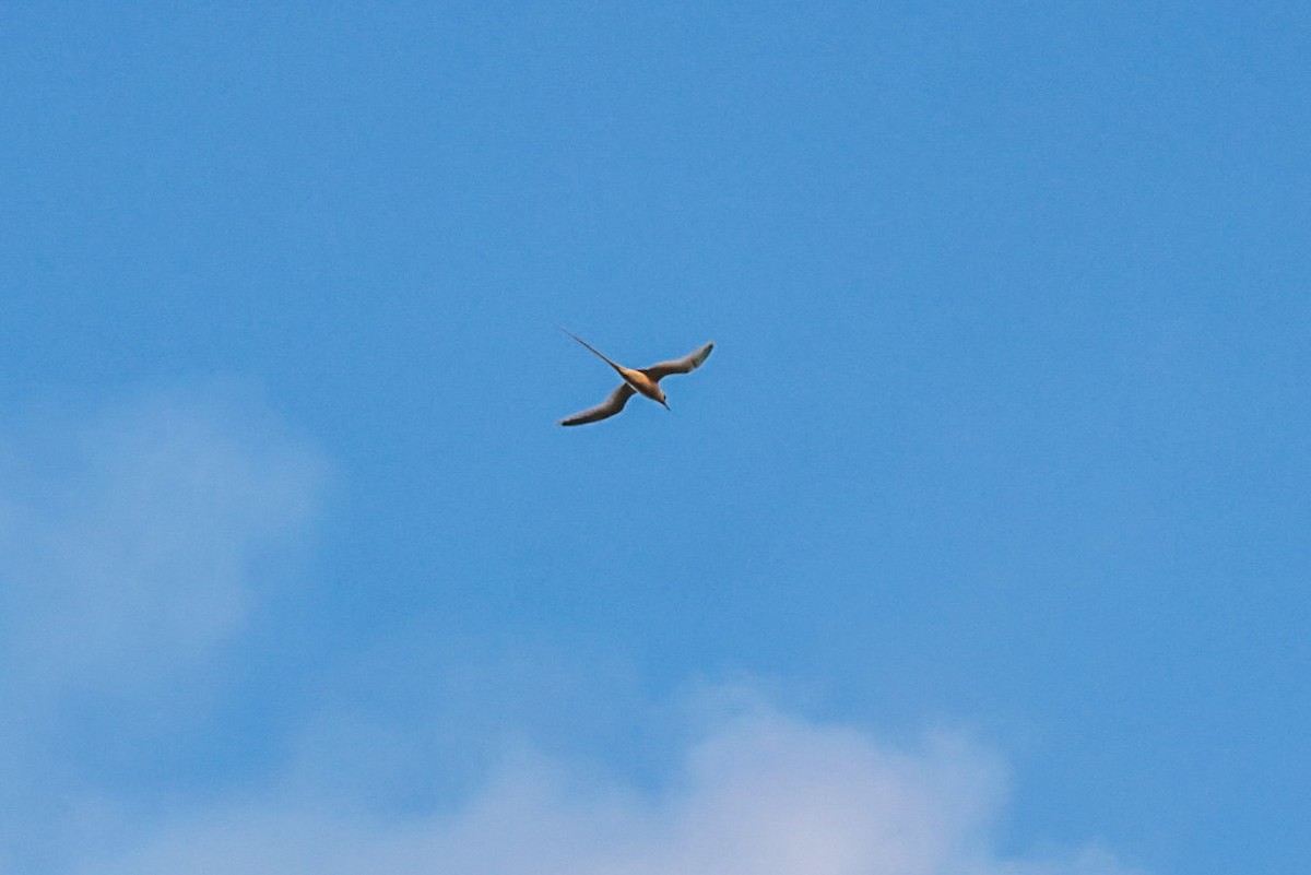 White-tailed Tropicbird - ML645502979