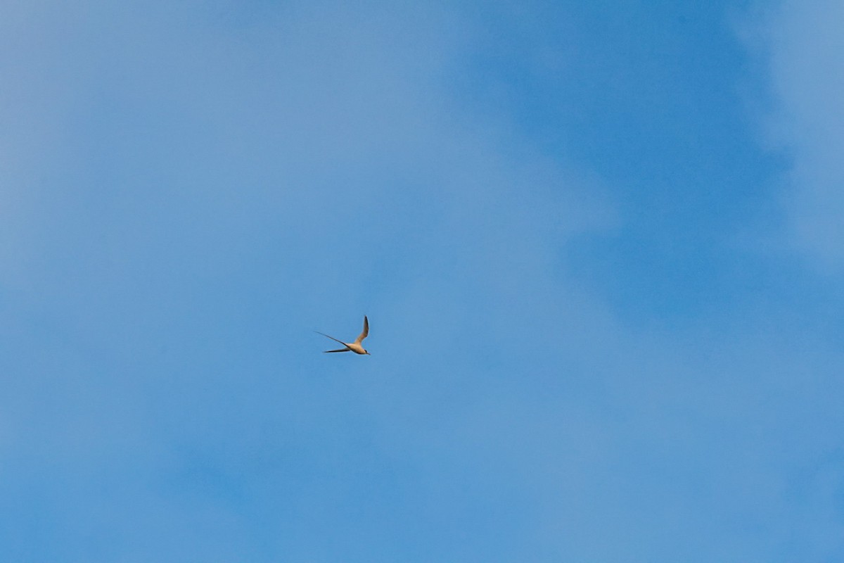 White-tailed Tropicbird - ML645502980