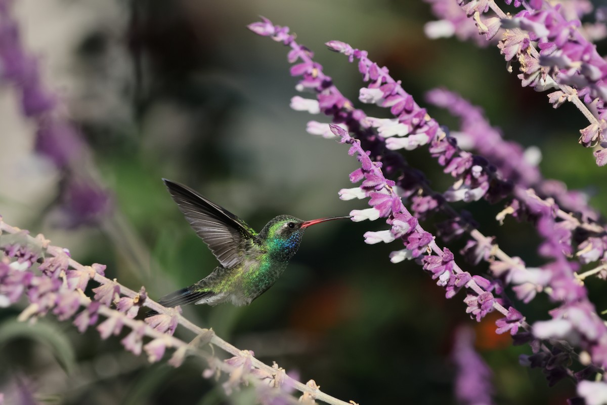 kolibřík širokozobý - ML645502981