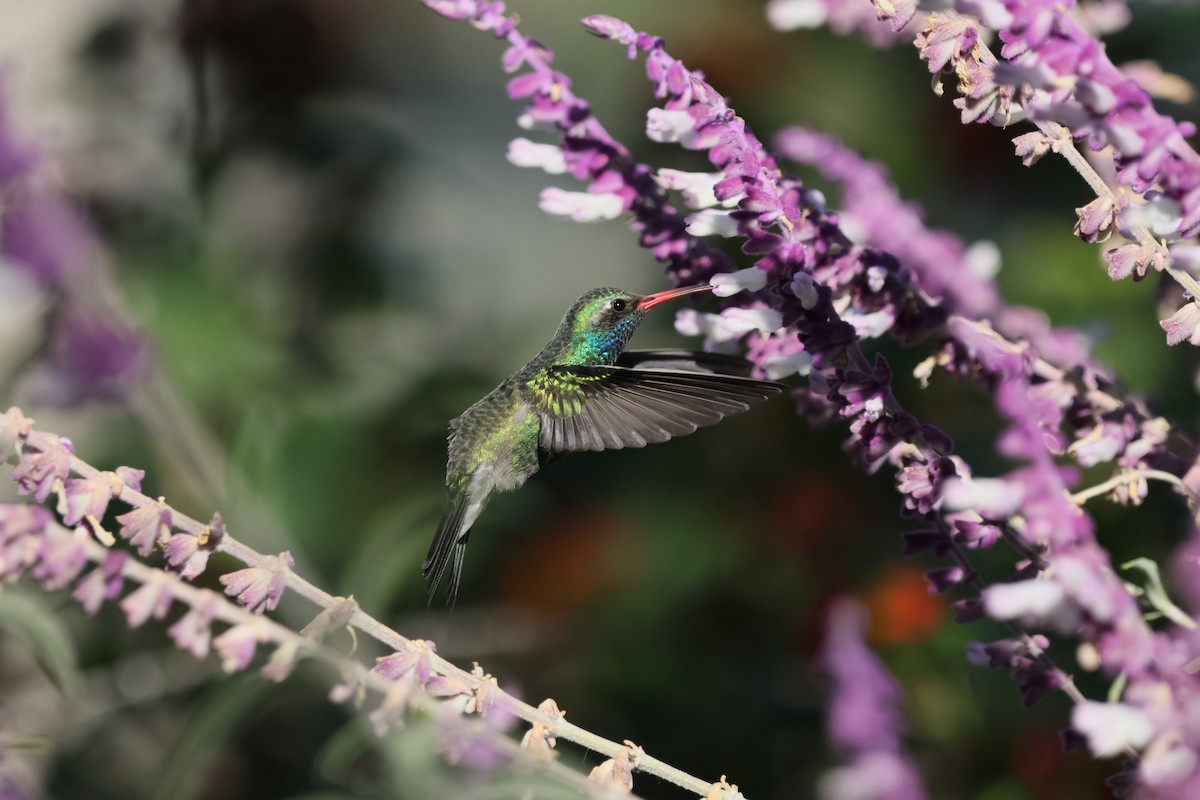 kolibřík širokozobý - ML645502982