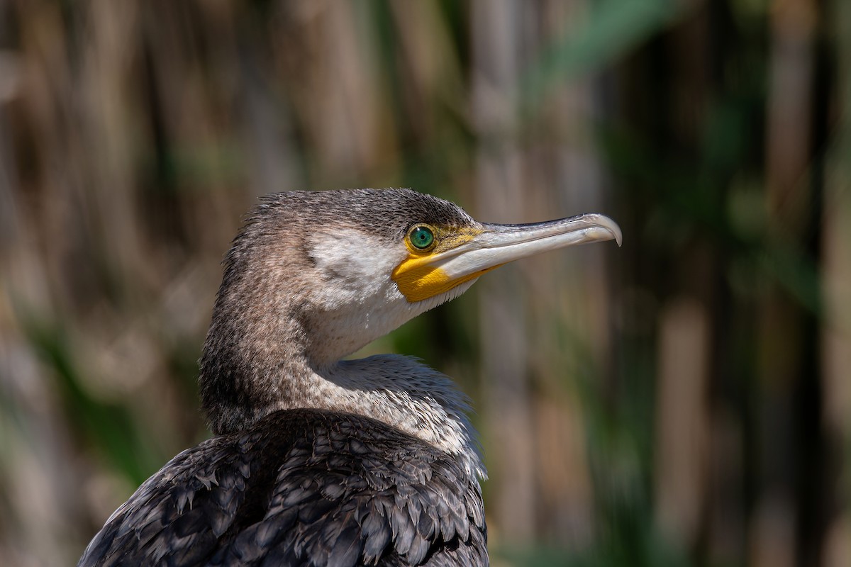 Kormoran - ML645502984