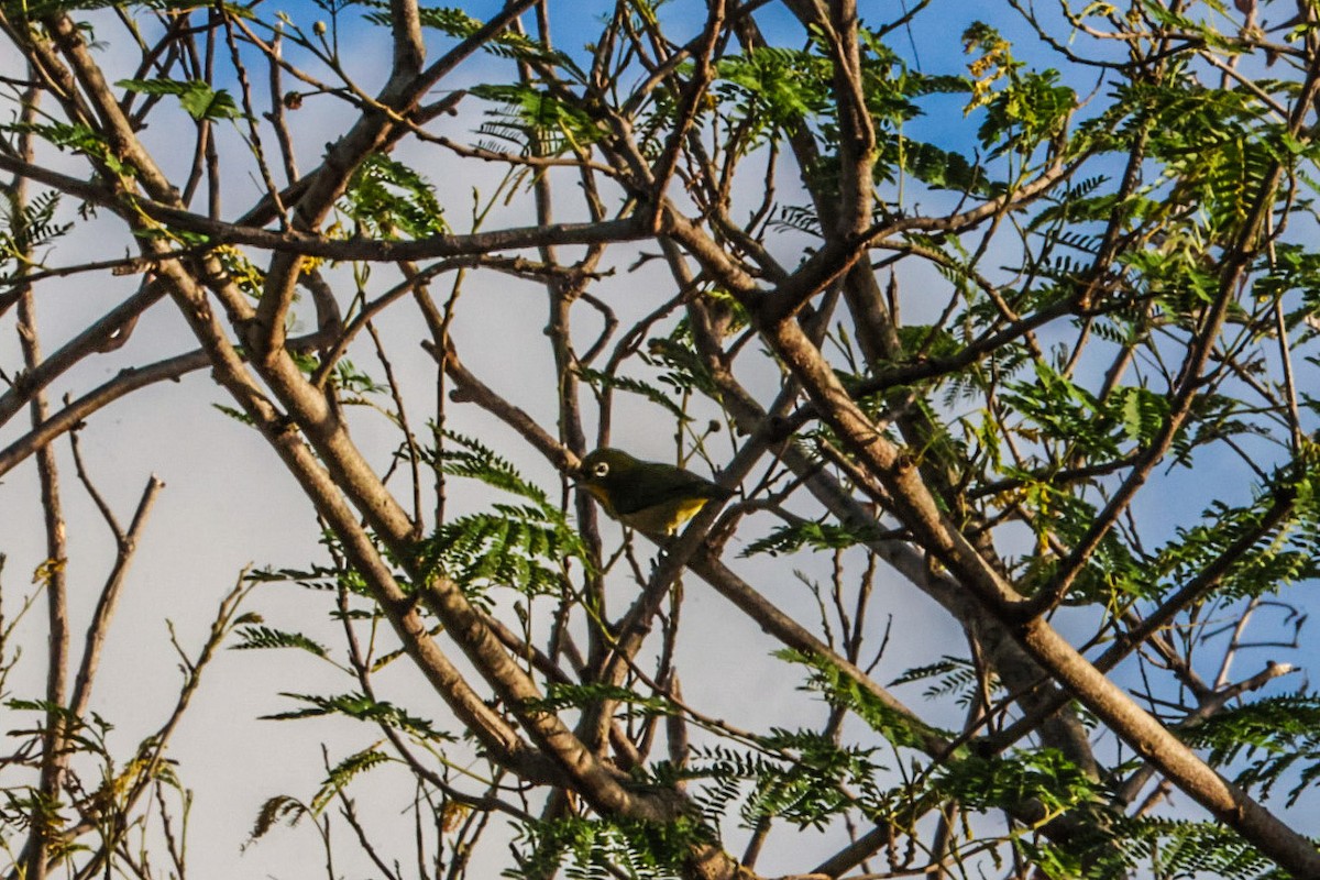 Окулярник японський - ML645502986