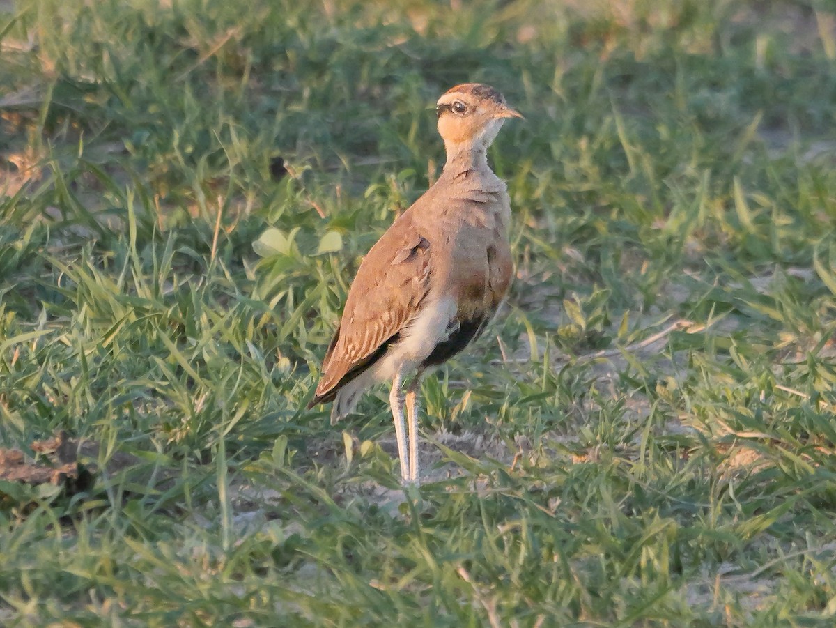 Temminck's Courser - ML645502987