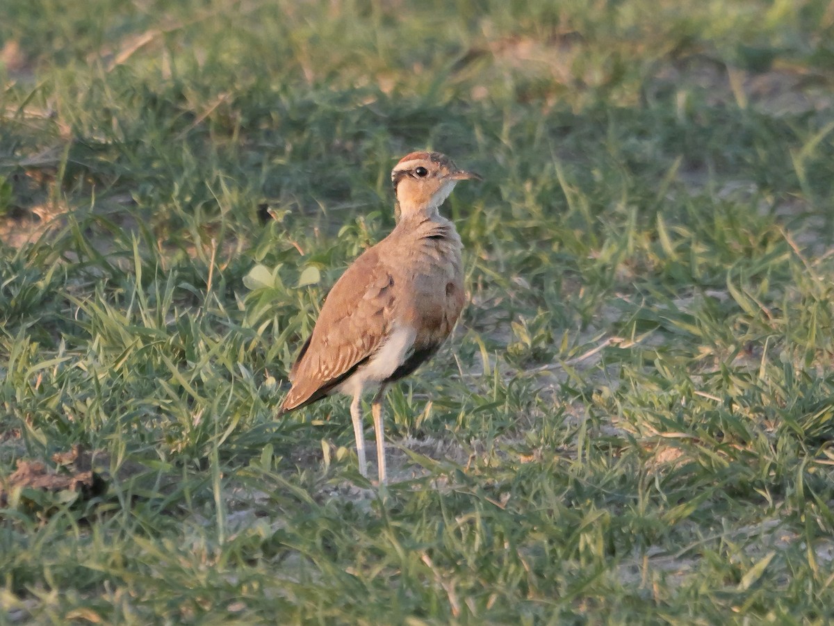 Temminck's Courser - ML645502988