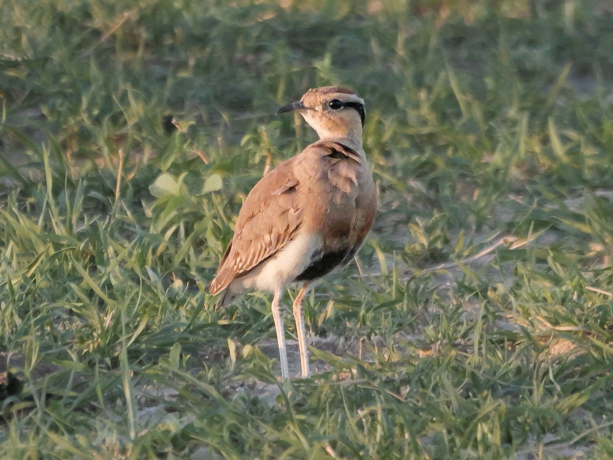 Temminck's Courser - ML645502989