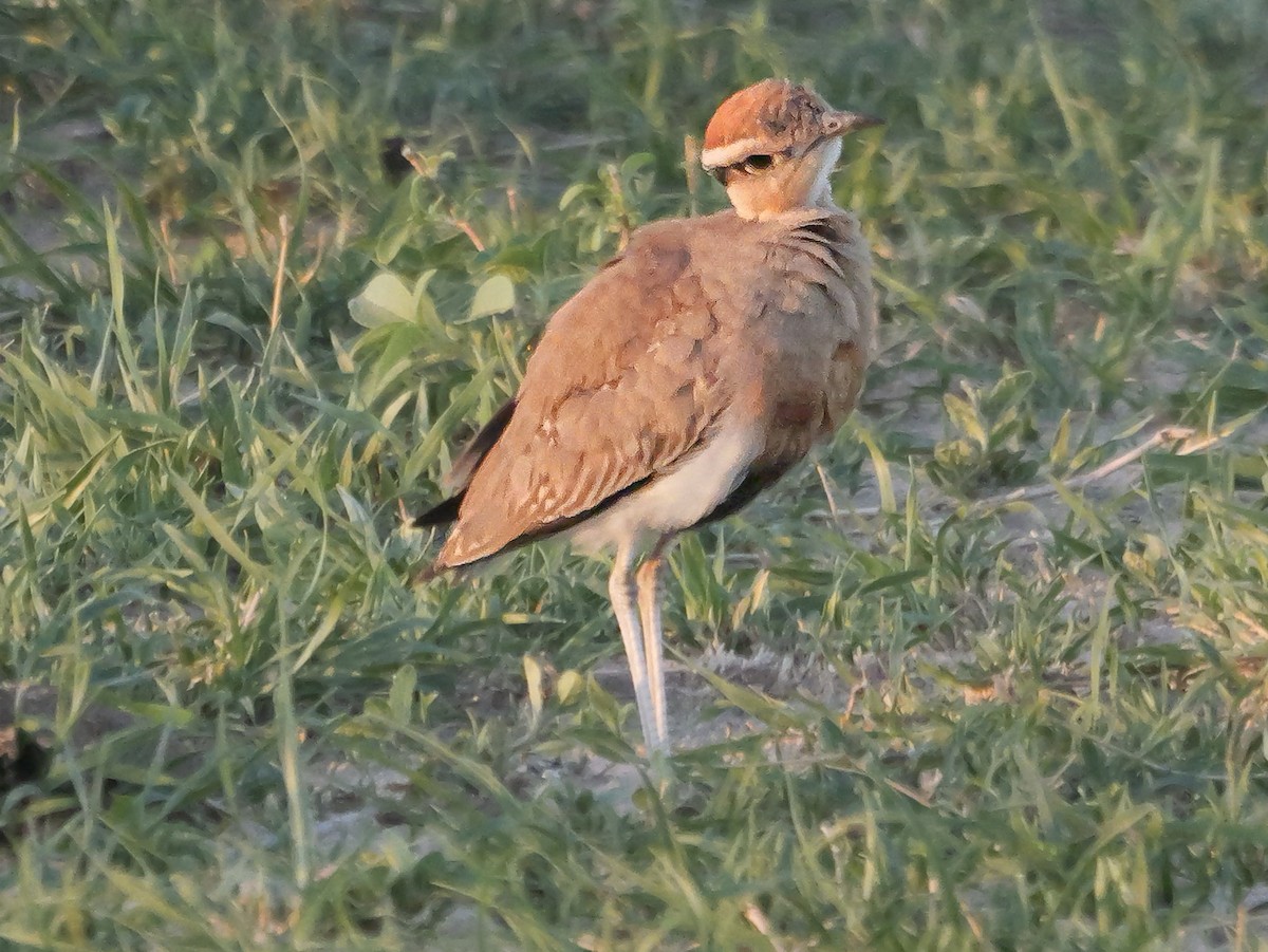 Temminck's Courser - ML645502990