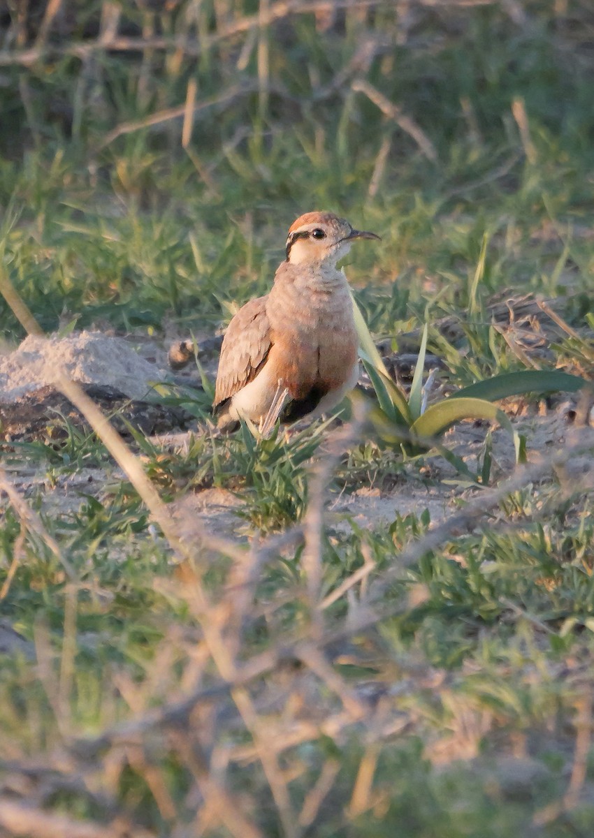 Temminck's Courser - ML645502991