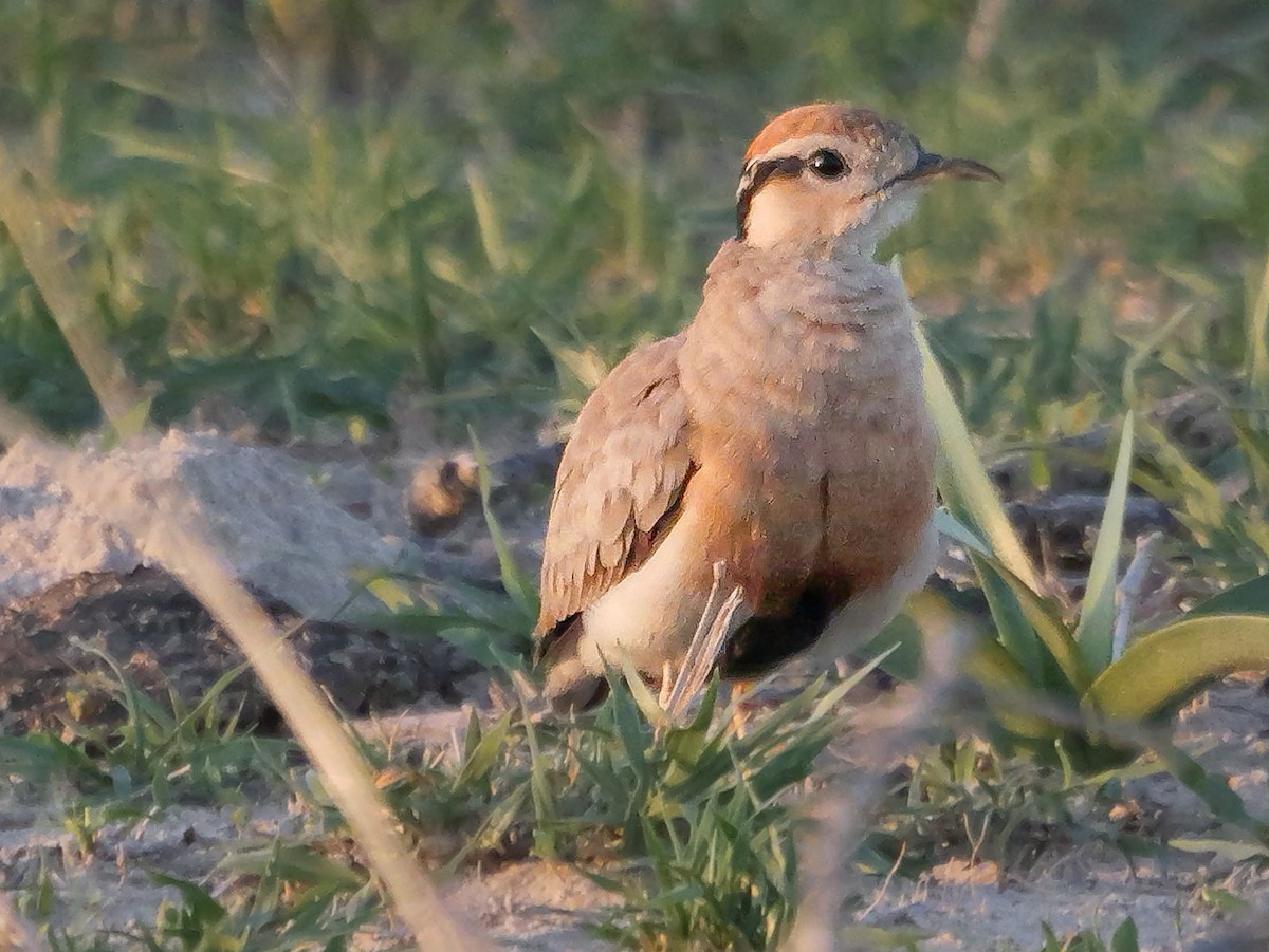 Temminck's Courser - ML645502992