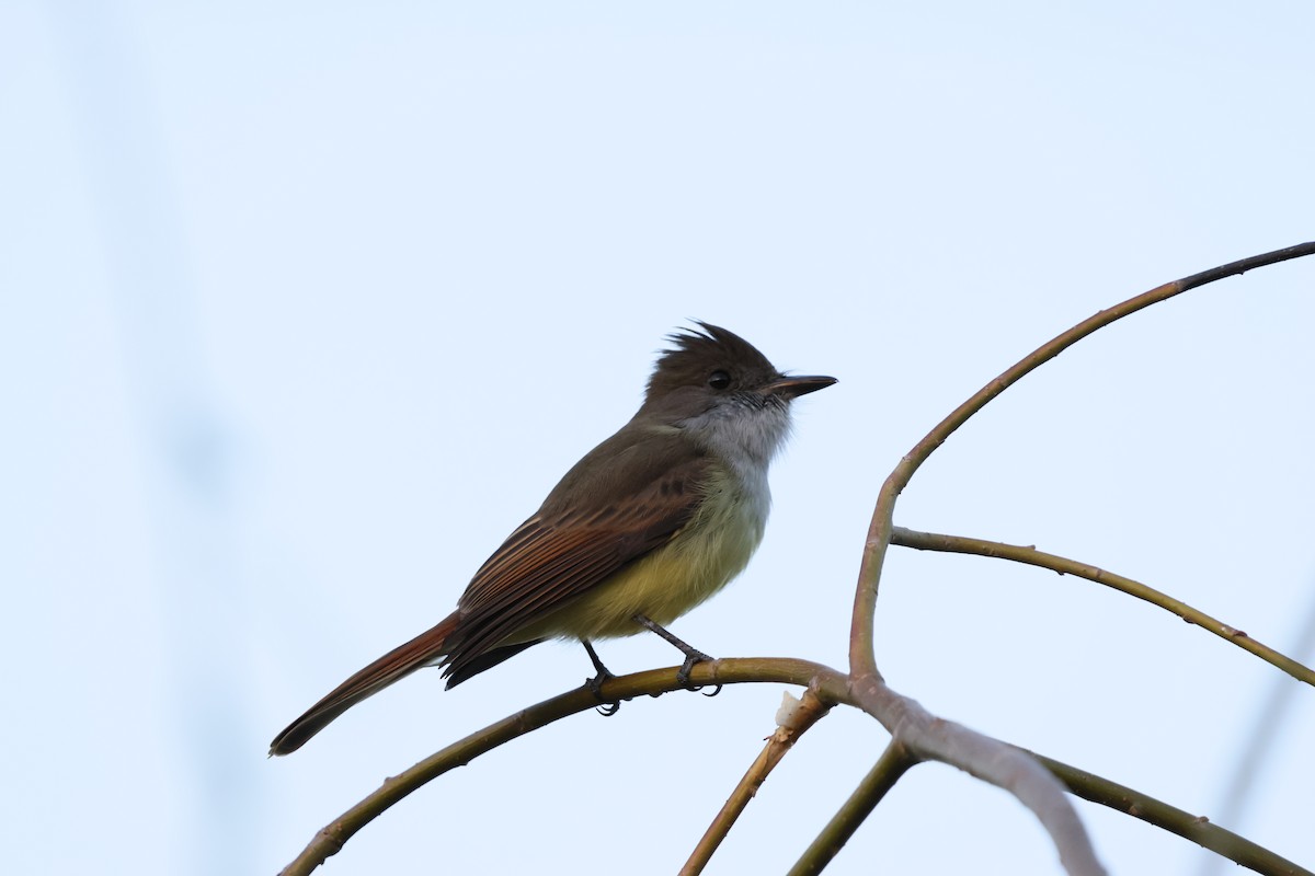 Dusky-capped Flycatcher - ML645502998