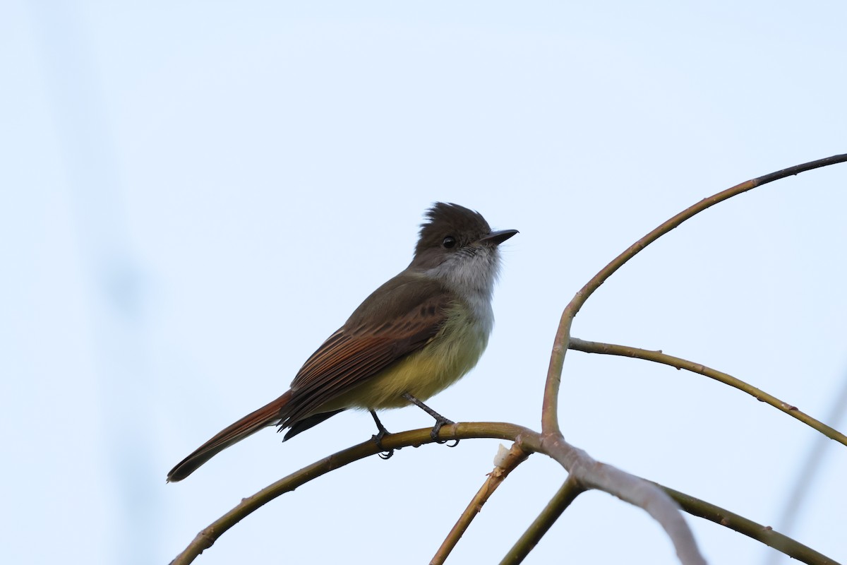 Dusky-capped Flycatcher - ML645502999
