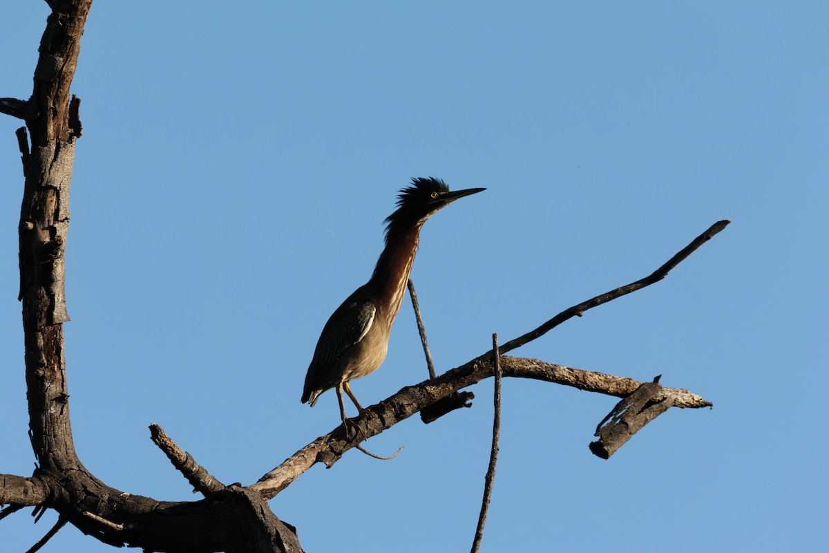 volavka zelenavá - ML645503015