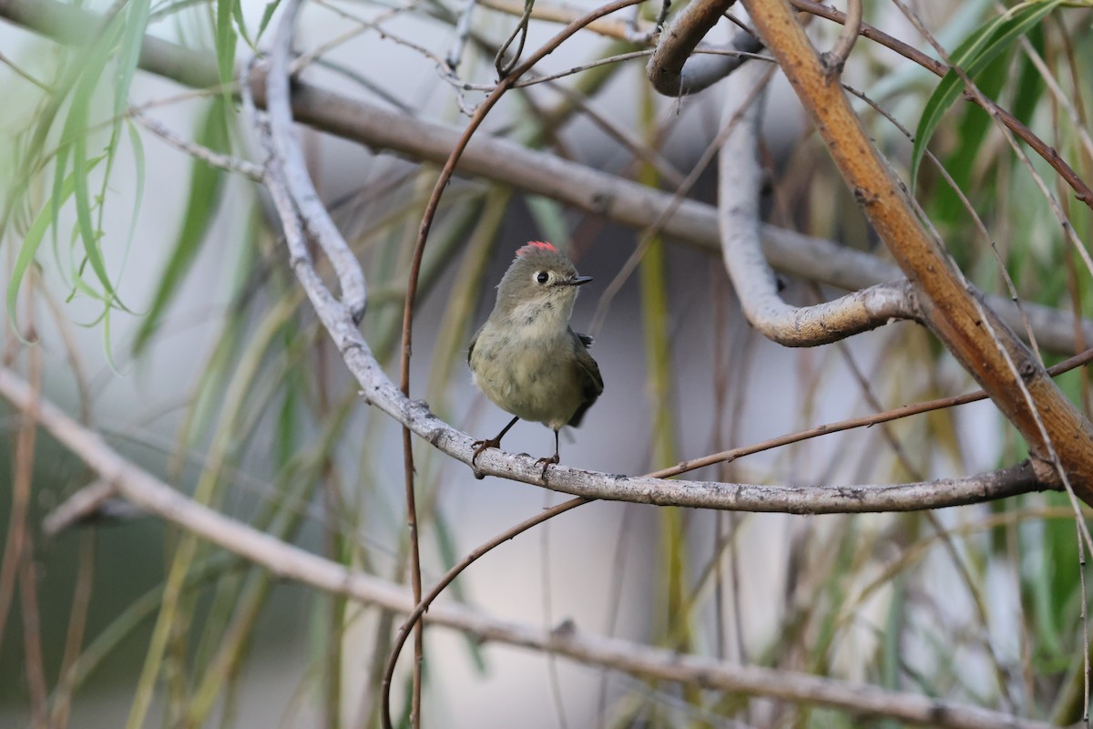 králíček americký - ML645503027