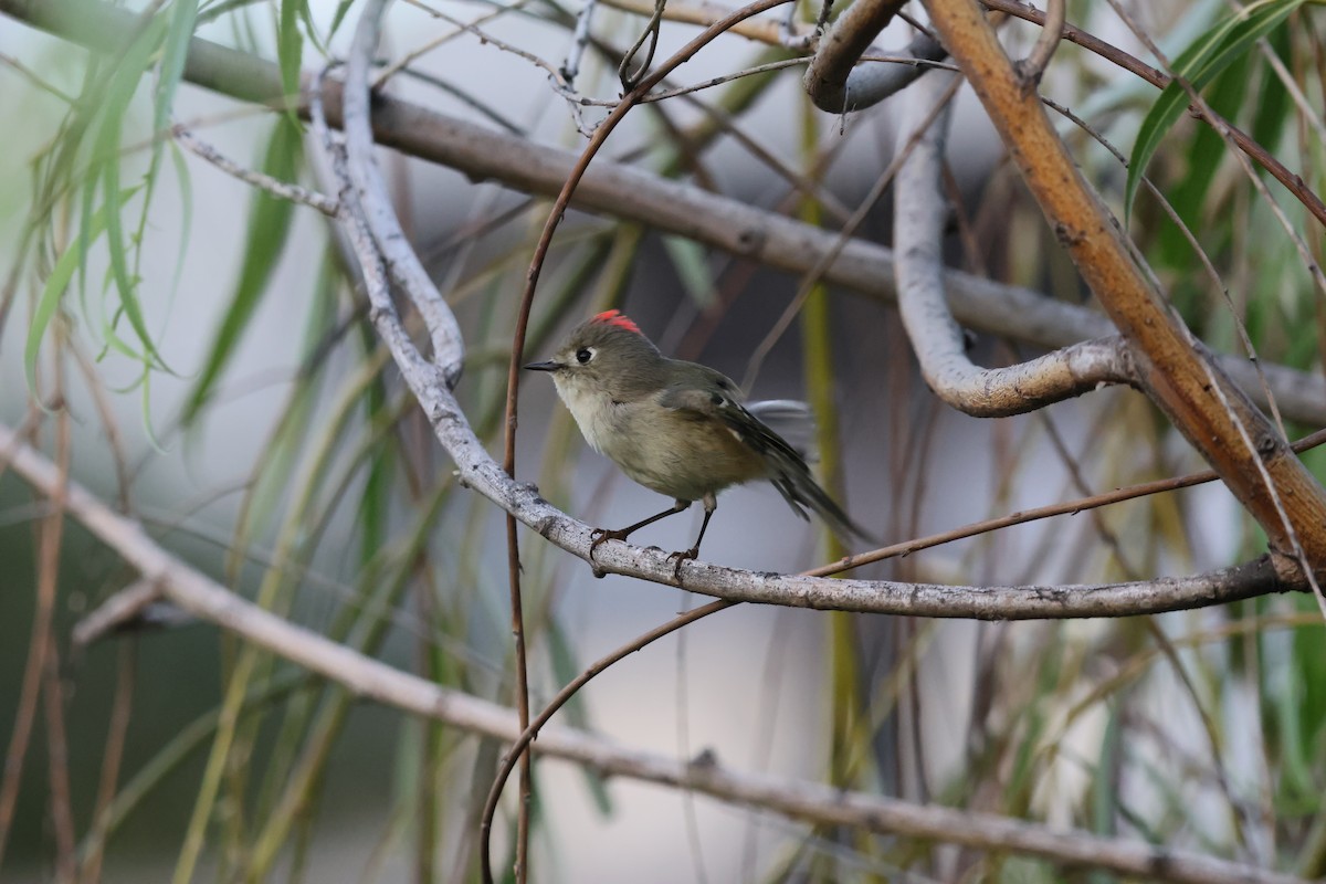 králíček americký - ML645503028