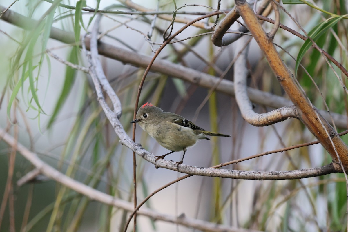 králíček americký - ML645503029