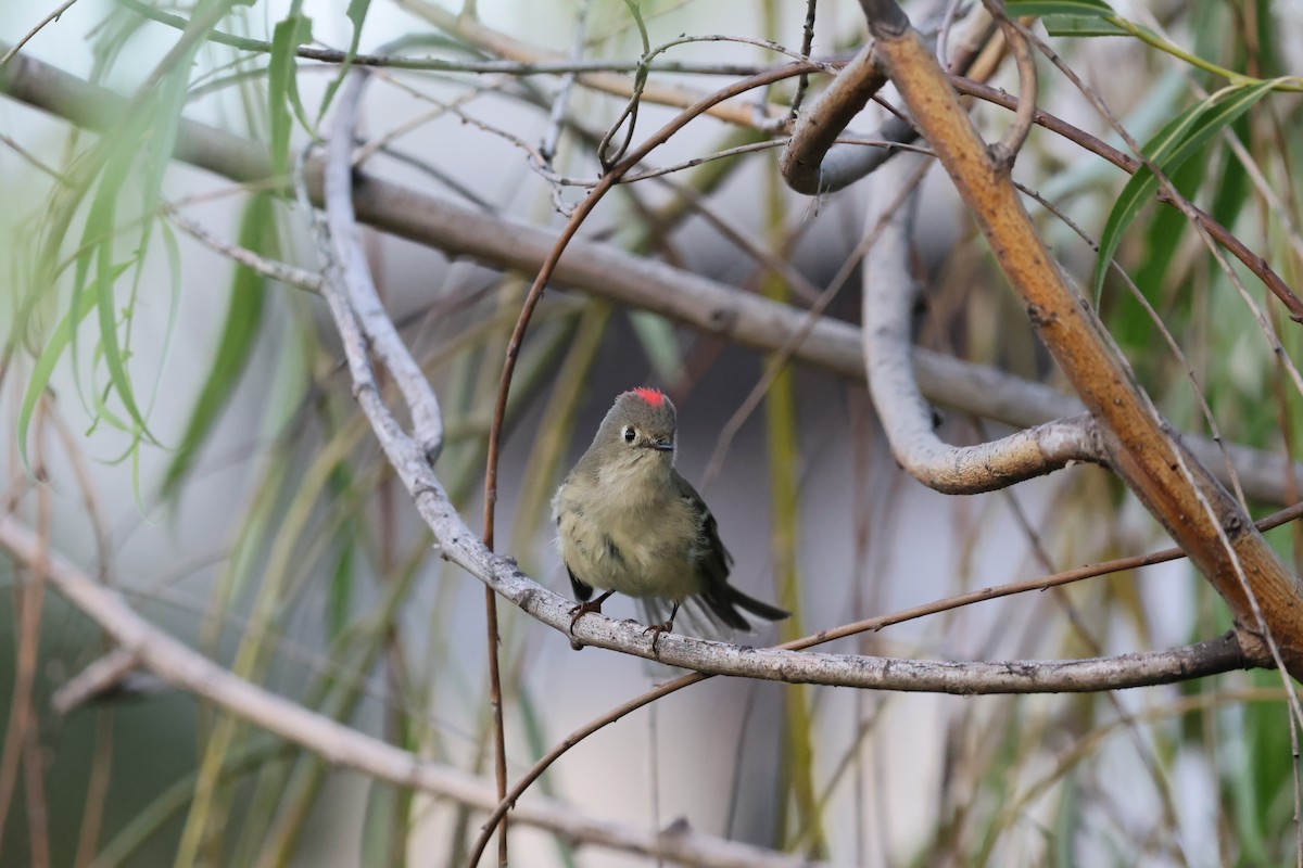 králíček americký - ML645503030