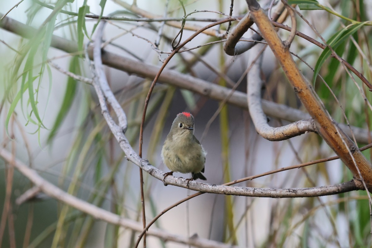 králíček americký - ML645503031