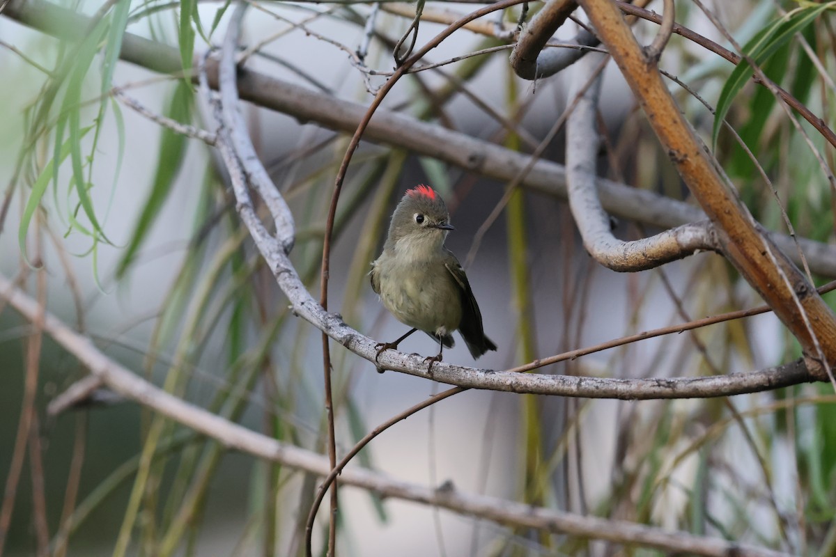 králíček americký - ML645503032